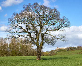 This landscape photograph captures a prominent bare oak tree standing in a lush green field during spring. The branches of the oak stretch out wide, creating an intricate silhouette against a sky filled with partial clouds. The scene is bathed in afternoon sunlight, illuminating the fresh growth of the surrounding trees and grass. In the distance, Bolsover Castle appears atop a gentle hill, serving as a well-known landmark and adding historical interest to the rural setting. The overall composition showcases the beauty of trees in early spring, with the oak tree as the central focus.
